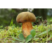 Мицелий Дубовика оливково-бурого (Boletus luridus) Мицелий Дубовика оливково-бурого (Boletus luridus)
